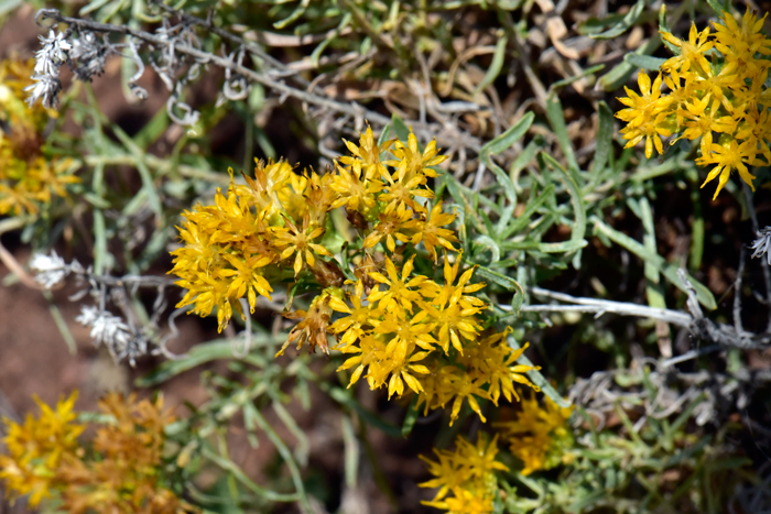 Alkali Goldenbush has yellow or golden yellow flowers of 4 or 5 flower heads. Isocoma acradenia Alkali Goldenbush has yellow or golden yellow flowers of 4 or 5 flower heads. Isocoma acradenia